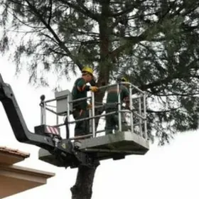 Bag we Agac Kesyanci