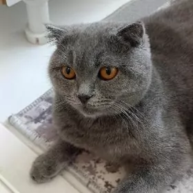 Шотландская кошка