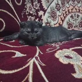 Кошка шатланская