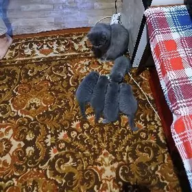 Вислауха пишик