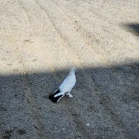 kepderi кепдери