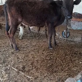 arassa gibirt öküz