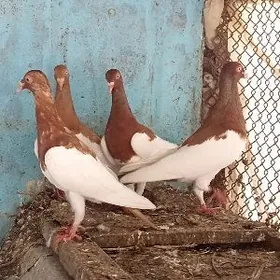 О́й хайванлары