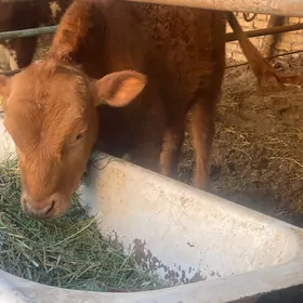 шорлот  окуз