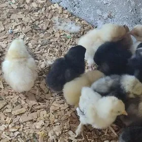 jüyje büroler paroda