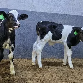 Golyşdeyin Ökuzçe