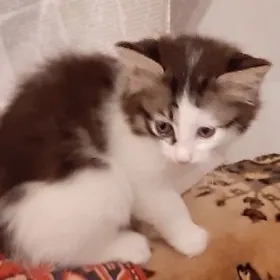 отдам котят