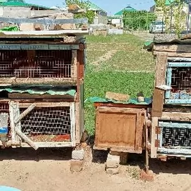 Товшан кетек