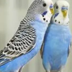 валнистий папугай