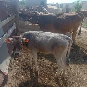 2 sany göleli sygyr