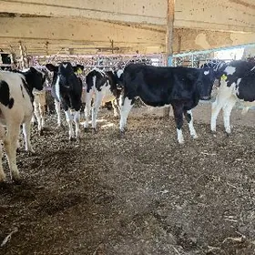 Голштейин окизчелер