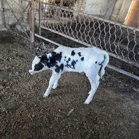 Голштейин голе