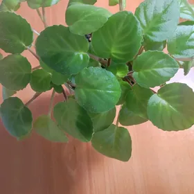 фиалка Robs vanilla