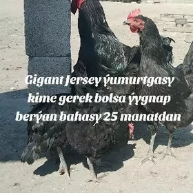 jersi towuk yumurtgasy