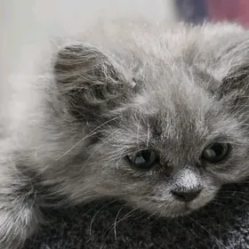 Котенок скотиш страйт