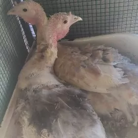 Induk kürkän induk