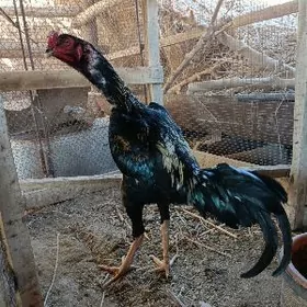 Horaz Turk Iyunda cykan juyje