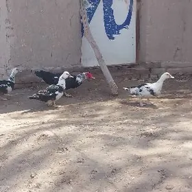 iduşka