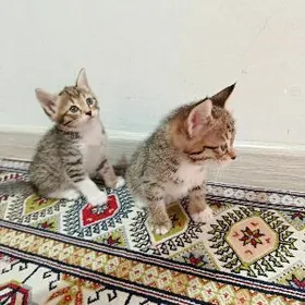 pişikler котики