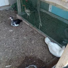 ahliahli juje bar gegeny burl