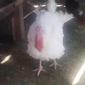 БИГ 6  индугын, юмуртгалары