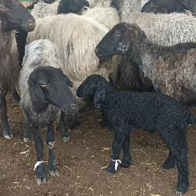 guzuly goyun garakolu