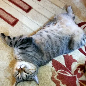 Отдаем породистого кота