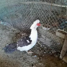 Baysok,ordek,horaz,towuk