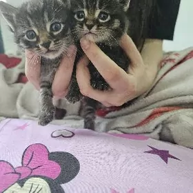 в добрые руки котята