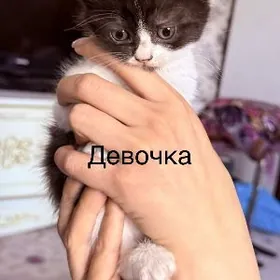 котята
