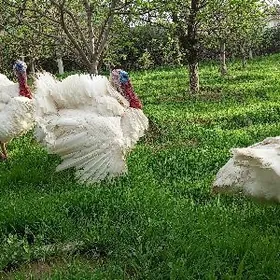 Gigant Big 6 induk ýumurtga