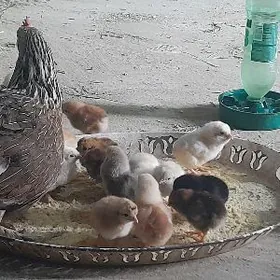 turkmen towuk juyjesi