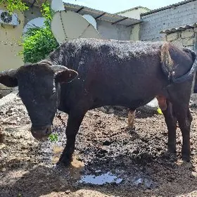 Okuz Bakylan sagdyn gole