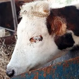 Баклык унажынлар