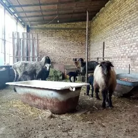 Guzyly Goýunlar Ekiz we Ýalky