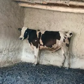 okuz Galisteyin alakelek sygyr