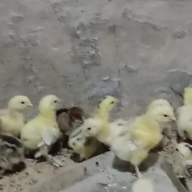 балгар жужелер