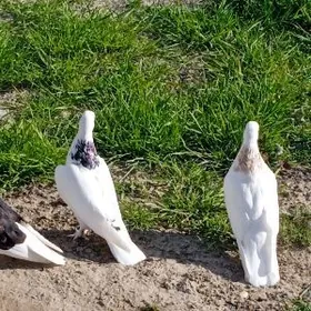 kepderi голуби