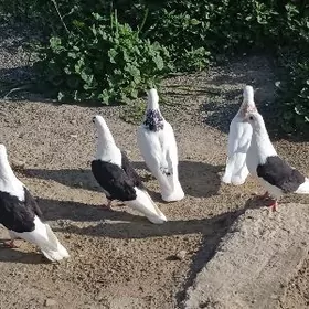 kepderi голуби