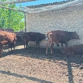 okuzceler we unajynlar