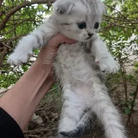 шиншилла котята