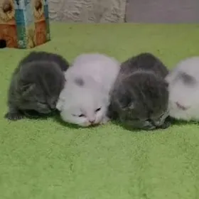 шотланский катята