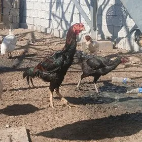 towuk, induk,karlik, kakilik