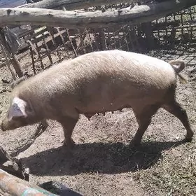 DONUZ JOJUK MATKA донуз