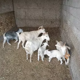 занскески гечи