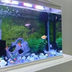 akwarium zawodskoy аквариум