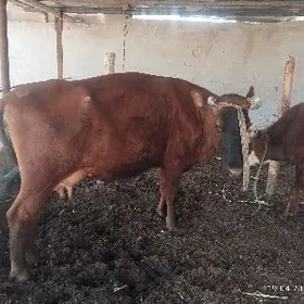 gölesiz saglyk sygyr