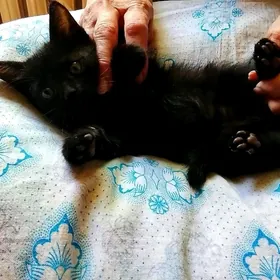 домашний котенок