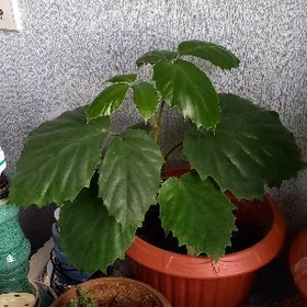 цветы,растения/güller