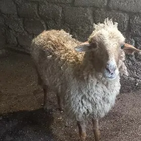 satlyk goyun merenos